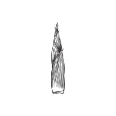 Vector illustration depicting a bamboo shoot in black and white graphic sketch drawn by hand.