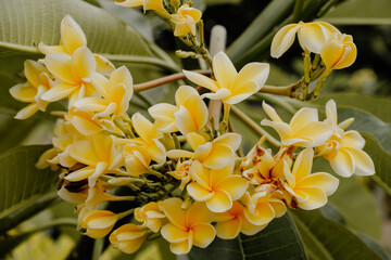 Obraz premium Yellow Frangipani Flowers in Indonesia