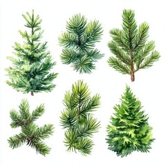 Fototapeta premium Watercolor Illustration of European Silver Fir from Top View, Isolated on White Background, for Botany, Nature, and Gardening Themes Generative AI
