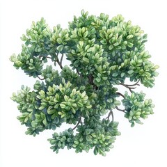 Japanese Pagoda Tree Watercolor Illustration, Decorative Element for Asian-Inspired Designs Generative AI