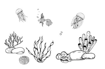 Vector seabed. Pebbles stones, algae, corals. Hand painted line seaweed, tropical gold fish, jellyfish. Graphic rock clip art isolated on background. Underwater illustration. For designers