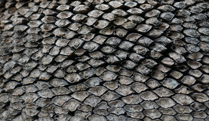 abstract formation formed on a surface of a native plant trunk