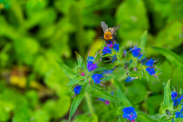 Busy bumblebee collecting nectar from vibrant blue Viper's Bugloss wildflowers in the summer garden. Close-up nature photograph capturing pollination moment against bright green foliage