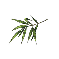 Fototapeta premium Vector graphics with a branch with green bamboo leaves in the style of a sketch