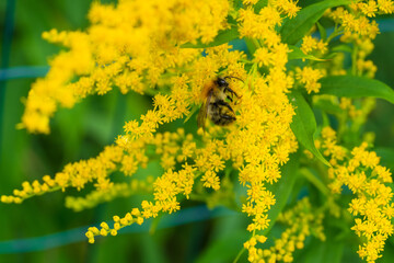 Wild honey bee collecting pollen from vibrant yellow goldenrod flowers in summer garden. Close-up nature photograph capturing pollinator at work on Solidago blooms against a green background