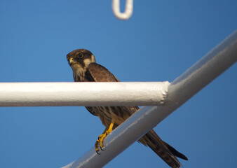 Falcon watching from the top