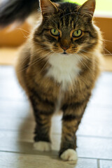 Portrait of Long-haired Domestic Cat with Bright Green Eyes and Tabby Markings on White Floor. Close-up of Fluffy Mixed Breed Cat with Beautiful White and Brown Striped Coat