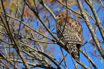 Red-shouldered hawk in autumn branches