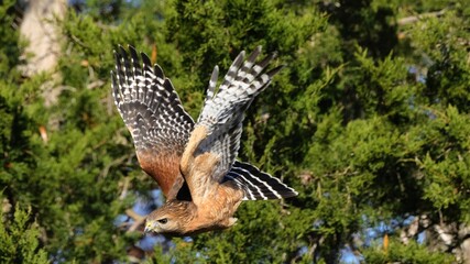 Red-shouldered hawk soaring through greenery.