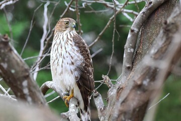 Hawk perched on a tree branch in a forest.