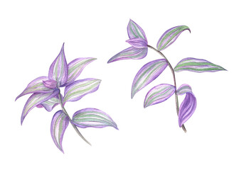 Purple tradescantia branches with leaves watercolor summer illustration. Tropical spiderwort creeper house plant sketch. Two floral twigs for interior poster, invitation concepts.