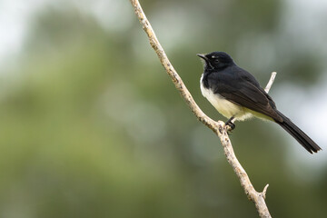 Fototapeta premium A Willie Wagtail perched on a branch