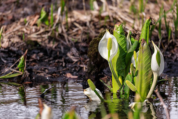 北海道千歳市、可憐に咲く水芭蕉【4月】