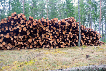 Stacked timber in a forest