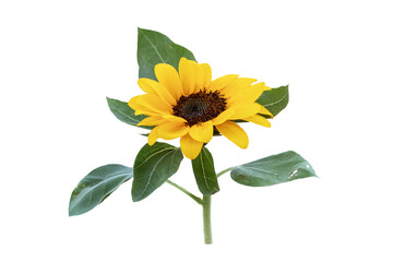 yellow flowers sunflowers colorful arrangement flat lay style 