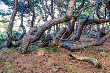 Gnarled pine trees in a old growth forest