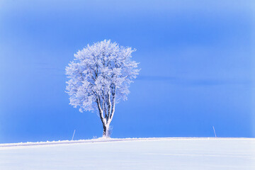 Frosty solitary tree in a winter landscape