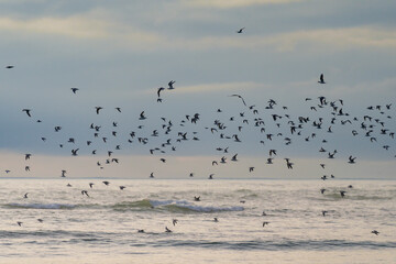 A flock of terns flying alongs the coast at Rasperpunt Agulhas (L'Agulhas) Overberg, Western Cape. South Africa
