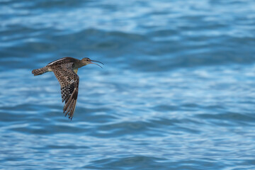 An Eurasian whimbrel, white-rumped whimbrel or common whimbrel (Numenius phaeopus) flying over water. Agulhas (L'Agulhas), Overberg, Western Cape. South Africa