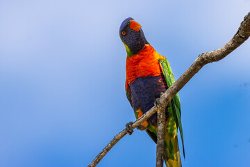 A Rainbow Lorikeet perched on a branch