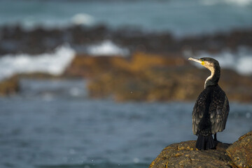 White-breasted cormorant (Phalacrocorax lucidus) on rocks along the Agulhas coastline. (L'Agulhas), Overberg, Western Cape. South Africa