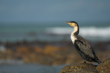 White-breasted cormorant (Phalacrocorax lucidus) on rocks along the Agulhas coastline. (L'Agulhas), Overberg, Western Cape. South Africa