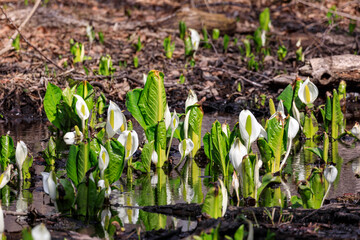 北海道安平町、可憐に咲く水芭蕉【4月】