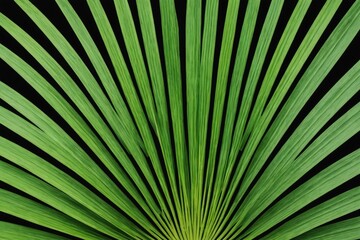 Obraz premium Striped of palm leaf, Abstract green texture background, Vintage tone