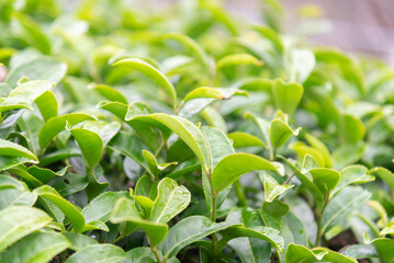 Tea garden in the morning with cool weather