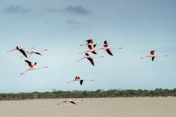 Greater flamingo (Phoenicopterus roseus) flock flying. Agulhas (L'Agulhas), Overberg, Western Cape....