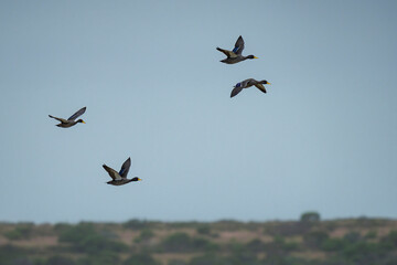 Southern yellow-billed duck (Anas undulata undulata) flock flying. Agulhas (L'Agulhas), Overberg, Western Cape. South Africa