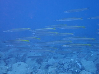海の岩場を泳ぐ細長い魚のタイワンカマス