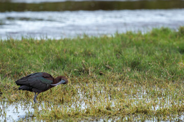 A glossy ibis (Plegadis falcinellus) at the edge of a waterhole. Struisbaai, Overberg, Western Cape. South Africa