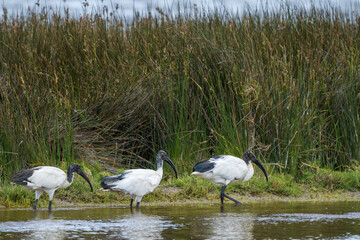 African sacred ibis (Threskiornis aethiopicus) feeding along the shoreline of a waterhole. Struisbaai, Overberg, Western Cape. South Africa