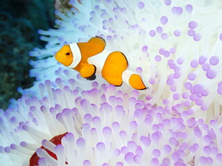 綺麗な白とピンク色のイソギンチャクの中で暮らす魚のカクレクマノミ