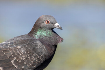 Portrait of a Rock Dove