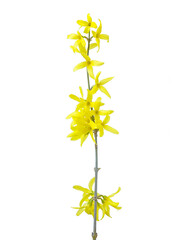 branch with yellow flowers. first spring flowers. Forsythia.
sunny flowers of early spring.  Isolated on white background. Isolated on transparent. png format available
