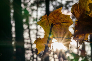 Autumn golden colored leave in close up view with a sun beam 