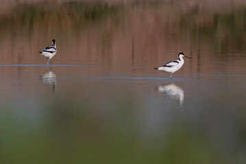 beauitful pictures of pied avocet, The pied avocet is a large black and white wader in the avocet...