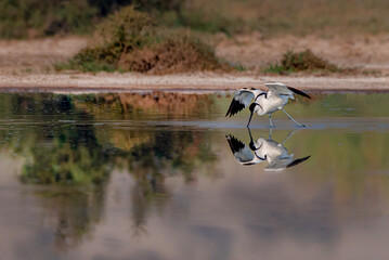 beauitful pictures of pied avocet, The pied avocet is a large black and white wader in the avocet...