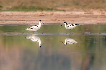 beauitful pictures of pied avocet, The pied avocet is a large black and white wader in the avocet...