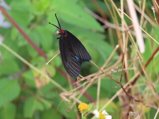 植物の上にとまる黒い蝶のクロツバメ