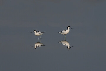 beauitful pictures of pied avocet, The pied avocet is a large black and white wader in the avocet...