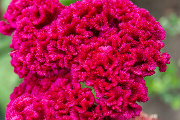Macro photo of the unique Celosia Cristata flower. Ideal for botanical enthusiasts and garden-themed designs, the close-up view highlights the beauty and complexity of this captivating flower species.