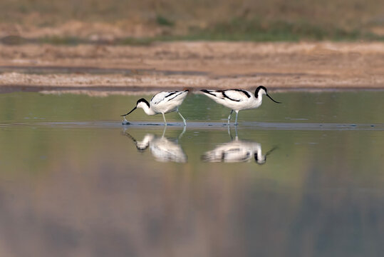 beauitful pictures of pied avocet, The pied avocet is a large black and white wader in the avocet and stilt family, Recurvirostridae.