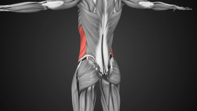 Female external oblique muscle anatomy