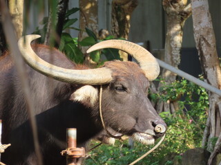 	ロープで繋がれた水牛のアップ