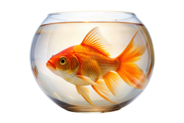goldfish in a glass