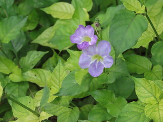 Fototapeta premium 開花した紫色のツノグサの花