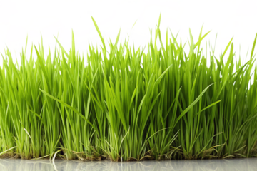green grass isolated on white